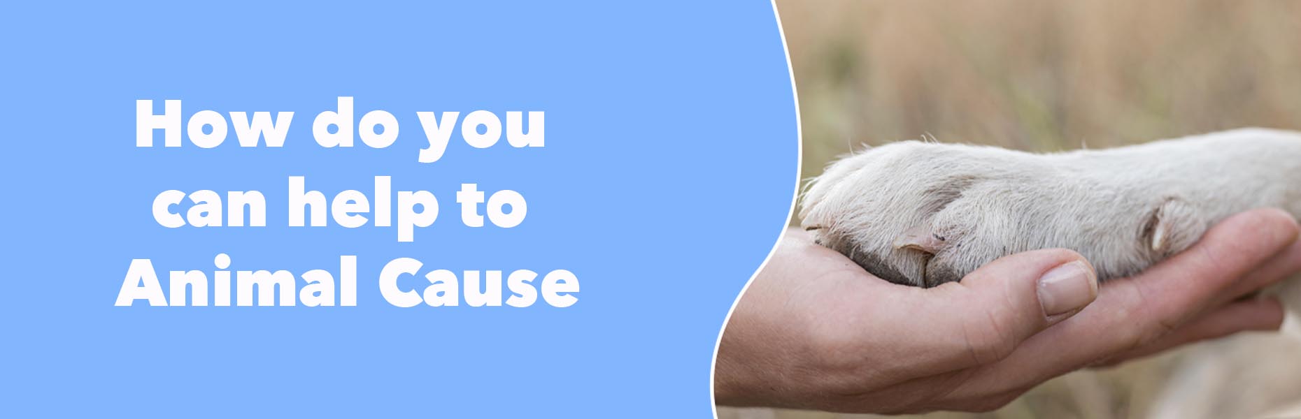 Banner with a photo of a human hand and a dog’s paw together, accompanied by the following phrase: 'Como você pode ajudar a causa animal'
